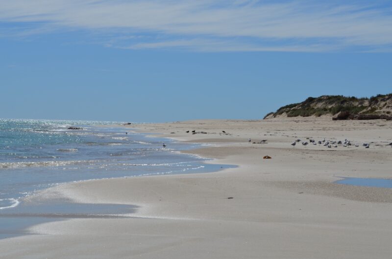 Sandy beach, lapping ocean waves, gulls, dunes