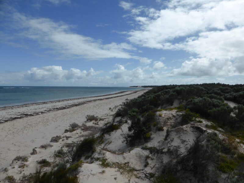 Sand dunes with low vegetation. White beach and calm ocean stretching to horizon.