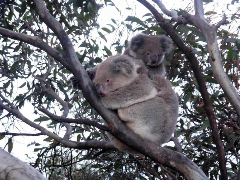 Koala in tree outside bedrroom 1 at Honeymyrtle Cottage