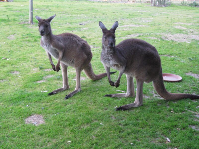 Two of our resident kangaroos