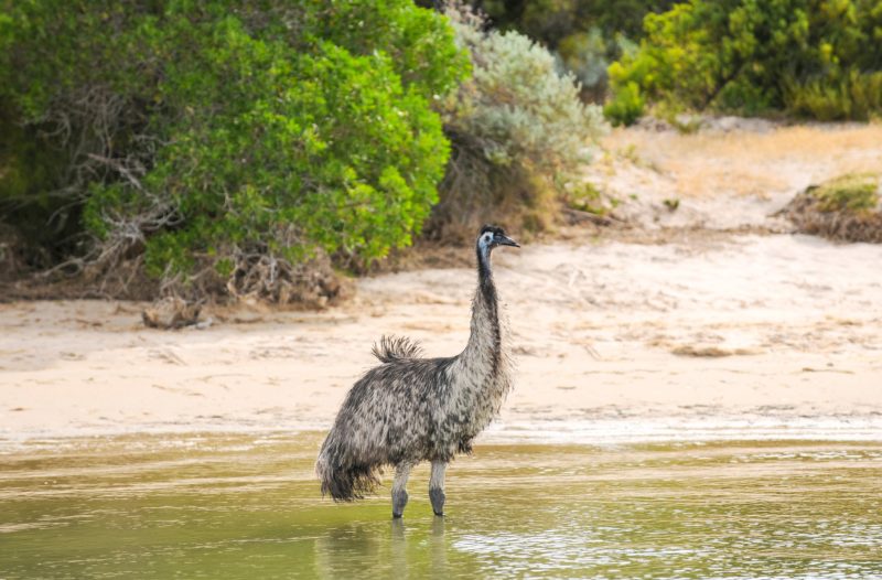 Emu's in the Coorong