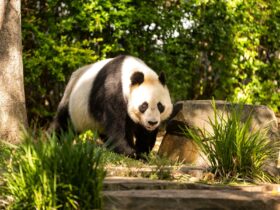 Giant Panda roaming through lush gardens in the sunshine