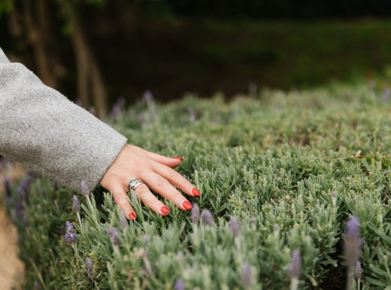 Hand running over a lavender hedge.