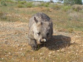 The southern hairy-nosed Wombat is a resident of Brookfield Conservation Park