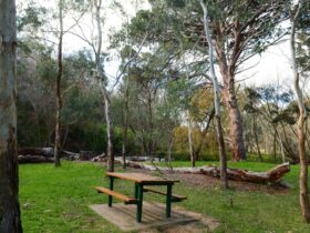A picnic area under the shade of trees at Brownhill Creek Recreation Park