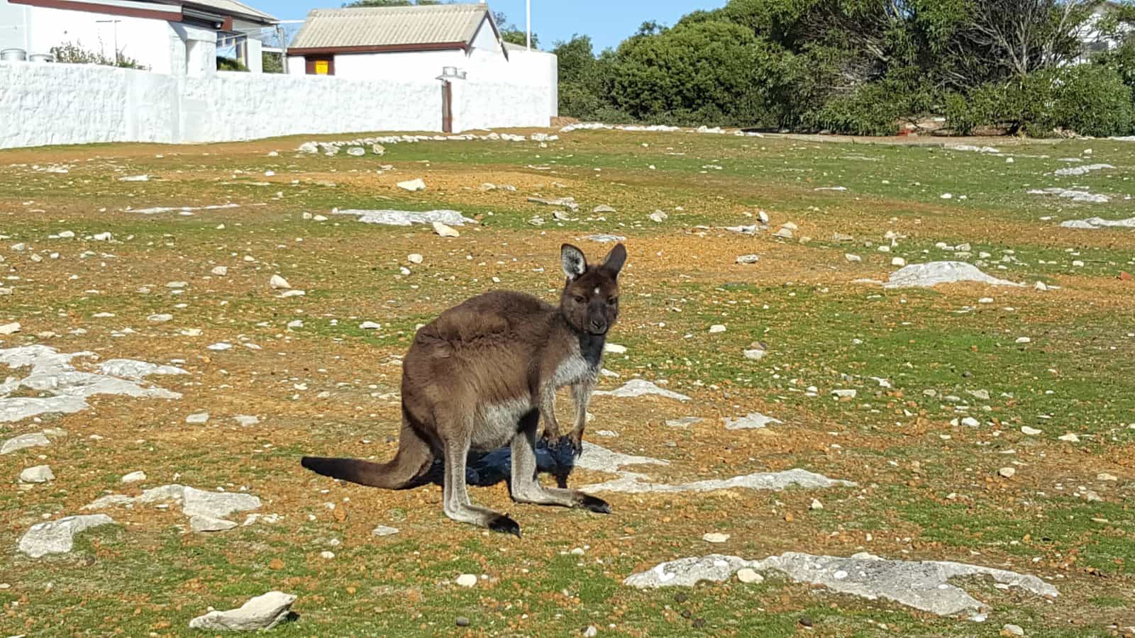 Cape Borda kangaroos