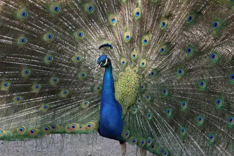 Peacock on display at Gorge Wildlife Park