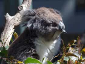 Koala, Gorge Wildlife Park, Cudlee Creek SA