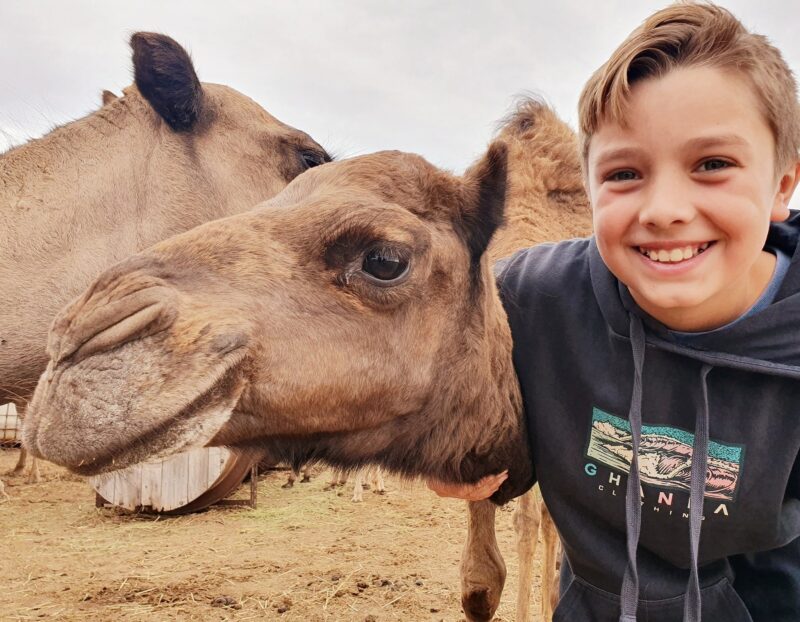 Little boy and camel