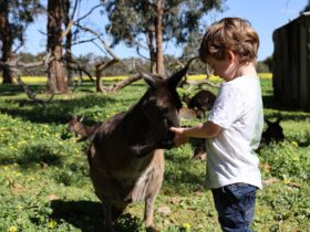 Feed a Kangaroo, Kangaroo feeding, Kangaroo