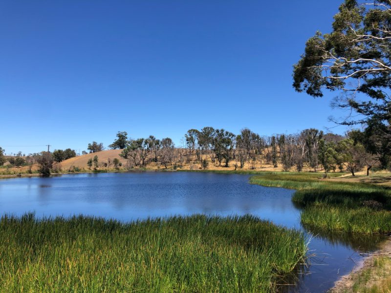 Lake and reeds at Lobethal Bushland Park