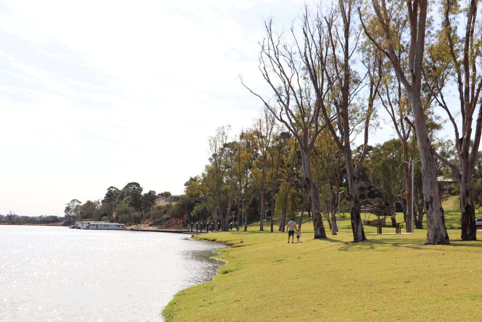 The grassy riverfront area is dotted with large gum trees.