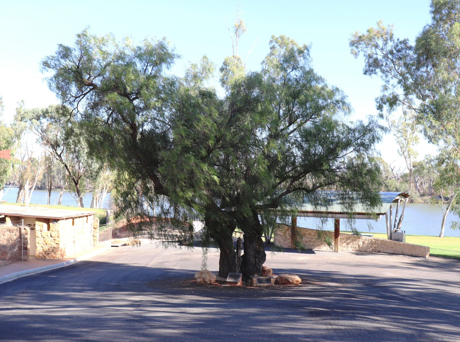 It is believed the tree stands at the site of William Loxton's Hut, which became the town of Loxton.