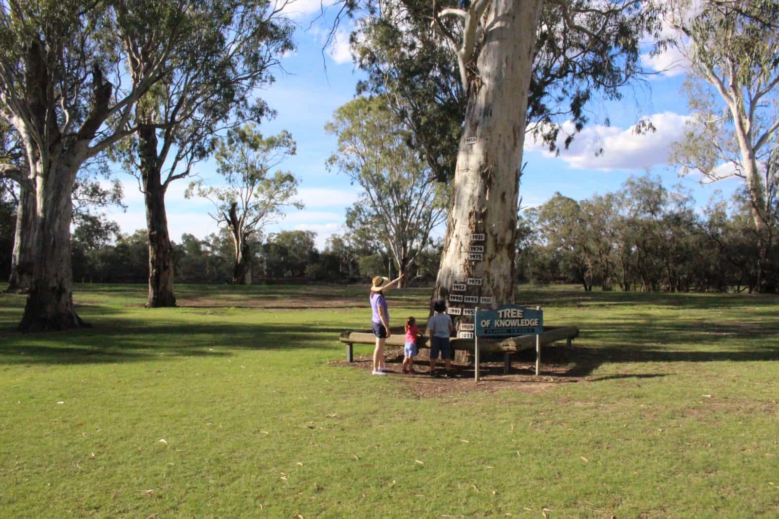 Loxton's Tree of Knowledge