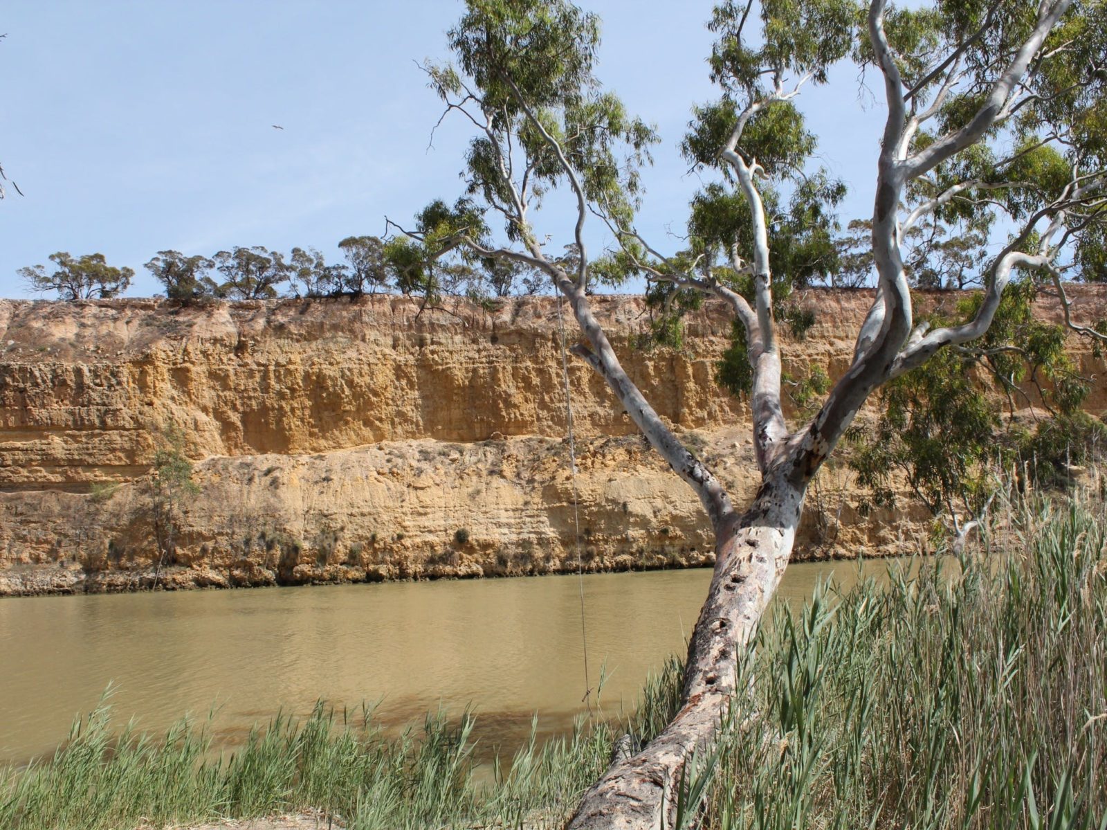 Maize Island Lagoon Conservation Park, on the banks of the Murray River.