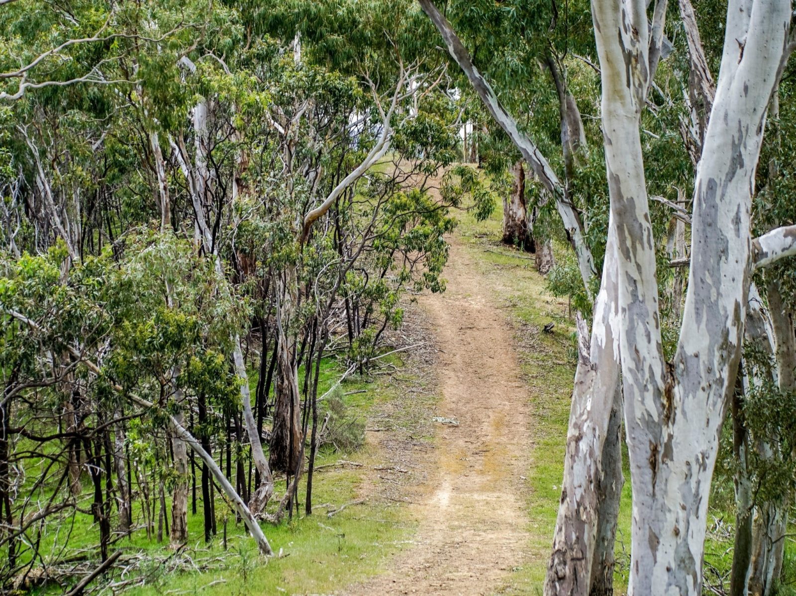 The winding walking trails within Montacute Conservation Park