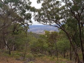 The view from a walking track in Mount Brown Conservation Park