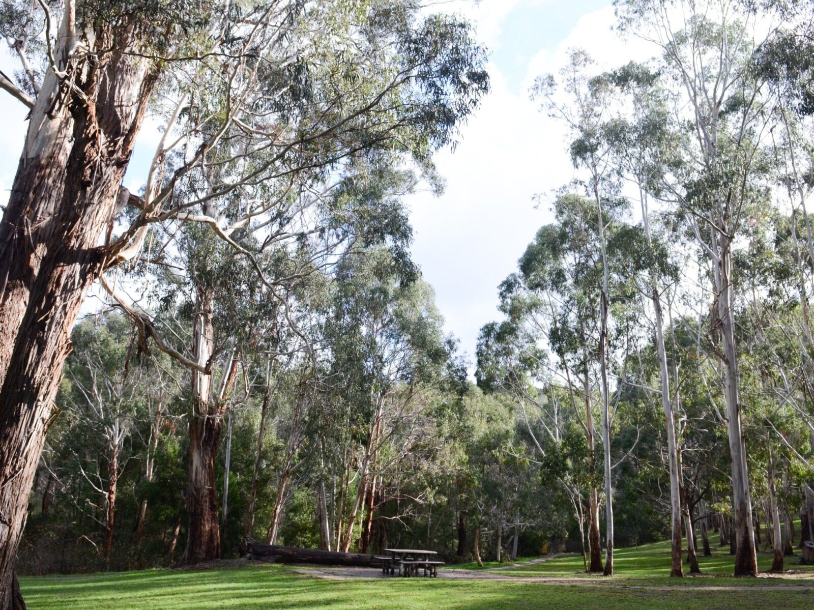 A picnic area surrounded by trees in Mount George Conservation Park