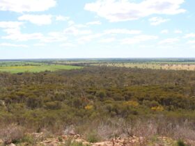 The view from the summit at Mount Monster Conservation Park.