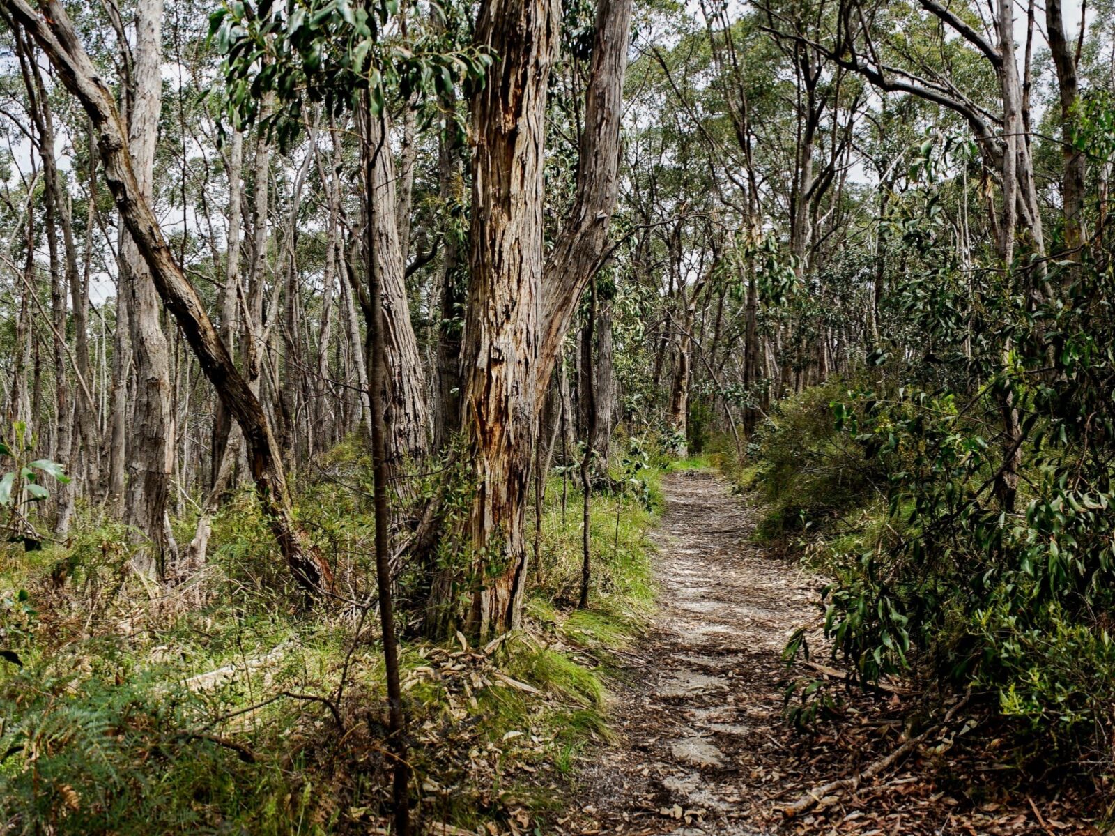 A section of the Heysen Trail runs through Mylor Conservation Park
