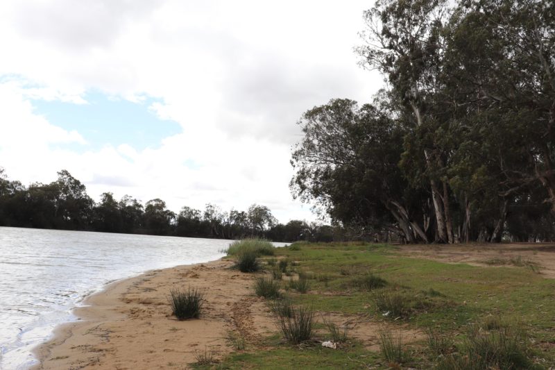 The riverfront is dotted with large shady gums, making it a popular swimming spot.