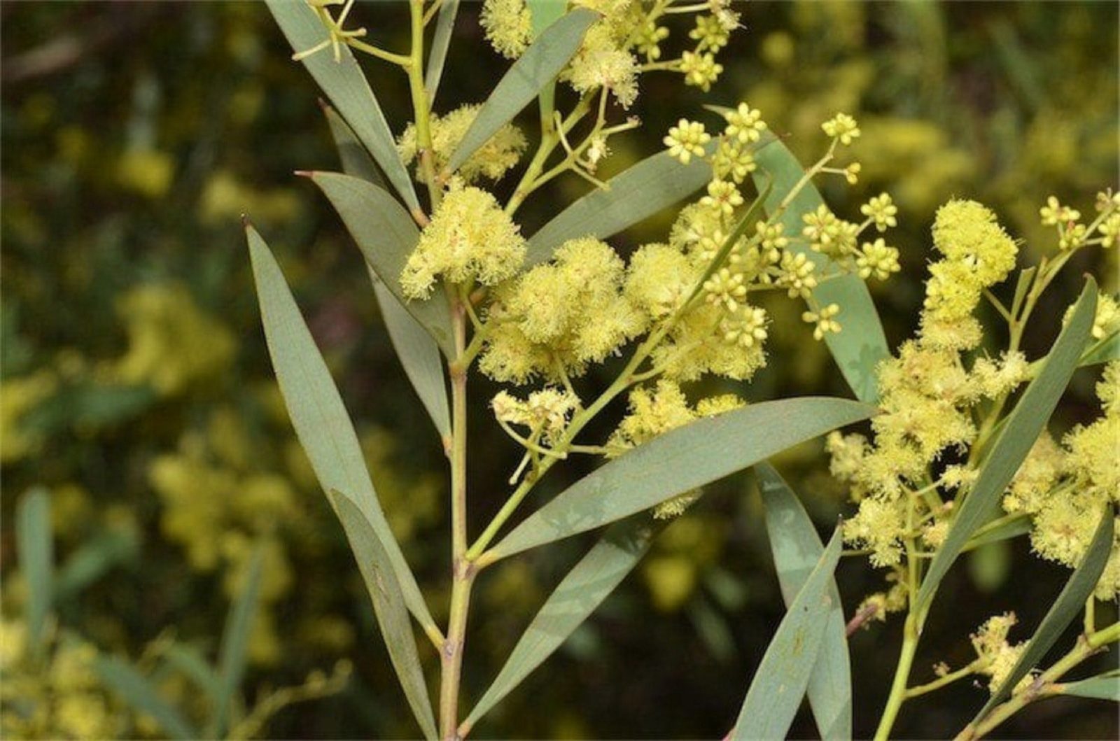 Acacia Quornensis