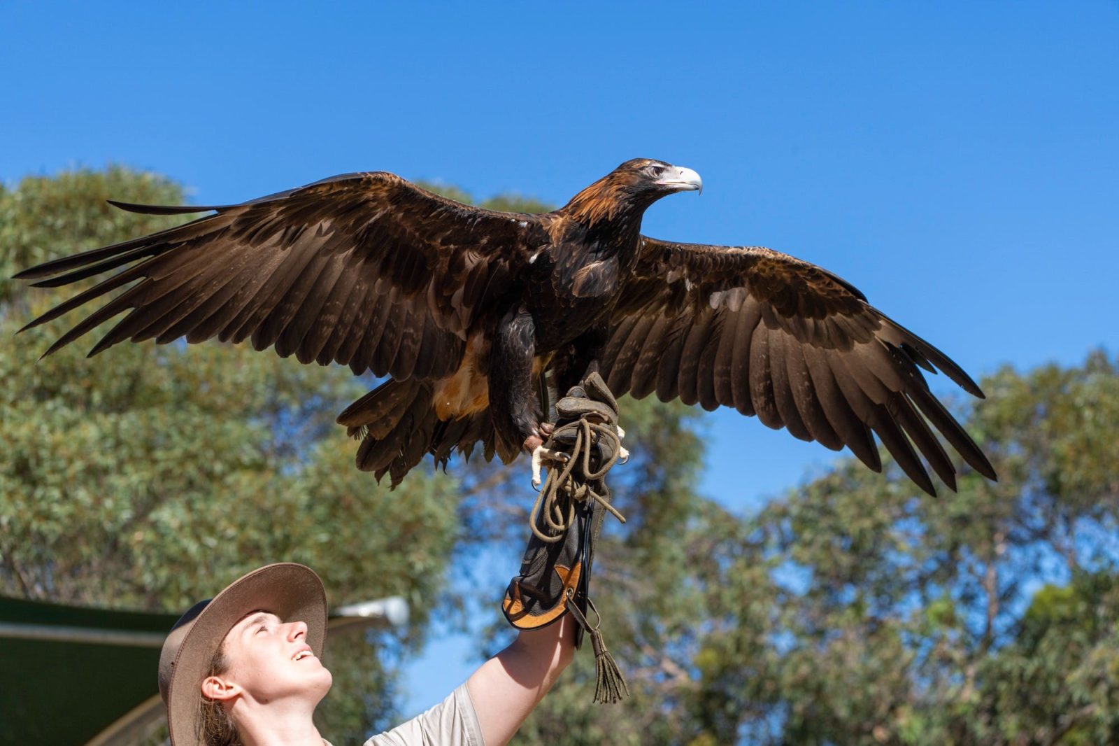 Wedge-tailed eagle, bird show, raptor domain, eagle hold, hold an eagle, Kangaroo Island