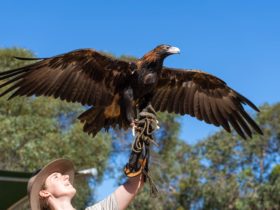 Wedge-tailed eagle, bird show, raptor domain, eagle hold, hold an eagle, Kangaroo Island