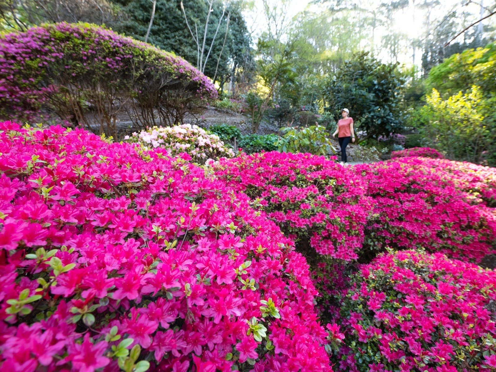 A mass of pink flowers on a bush are at the front with a person walking at the back