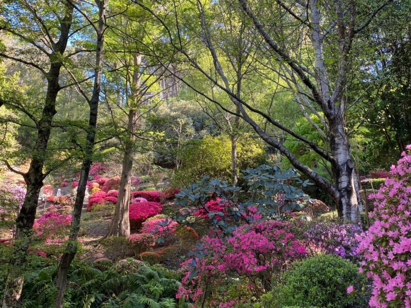 A forest of trees with pink flower bushes across the ground