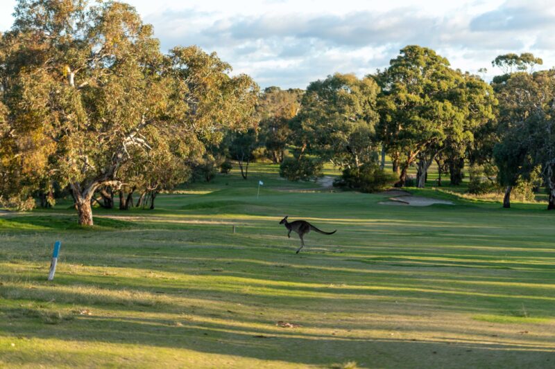 Golf with kangaroo