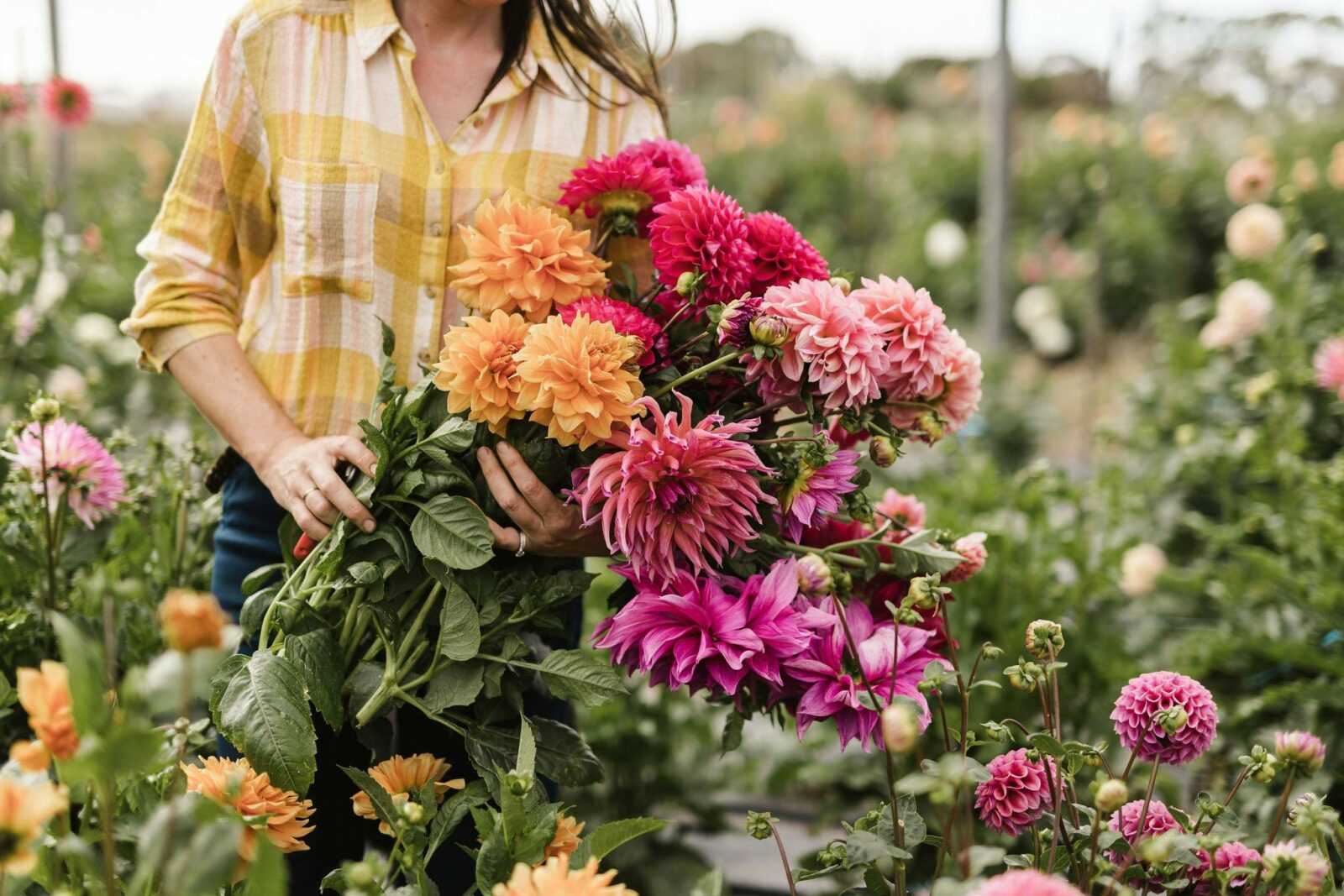 Rebecca Starling holding dahlias cut from the flower farm