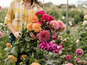 Rebecca Starling holding dahlias cut from the flower farm