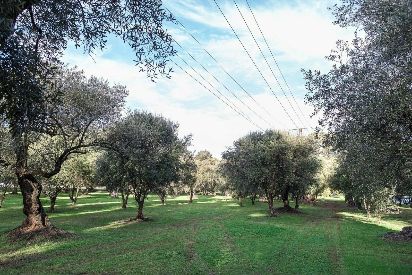 the-olives-grove-parngutilla