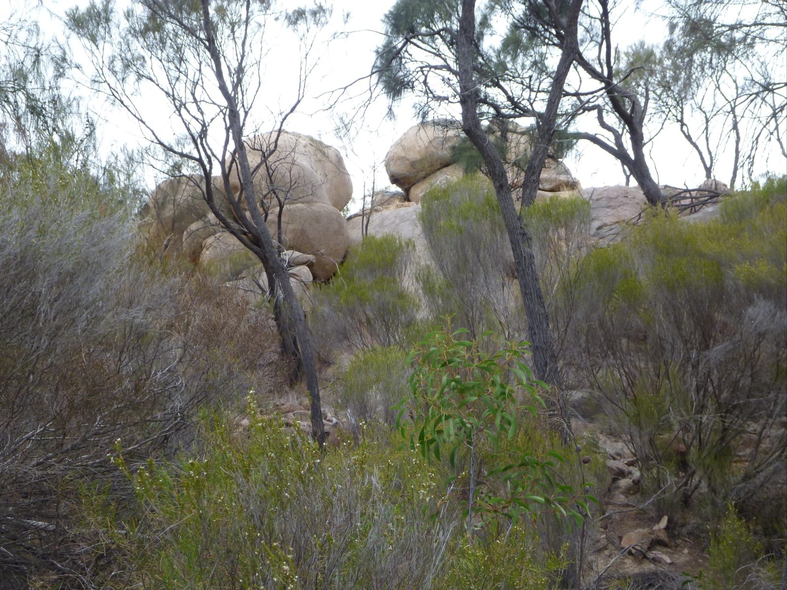 Mount Boothby Conservation Park
