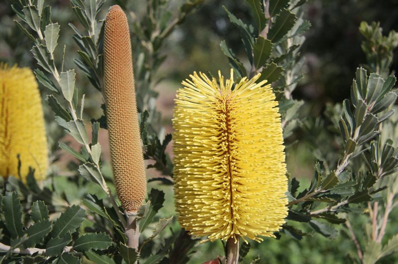 A popular Banksia for alkaline soils