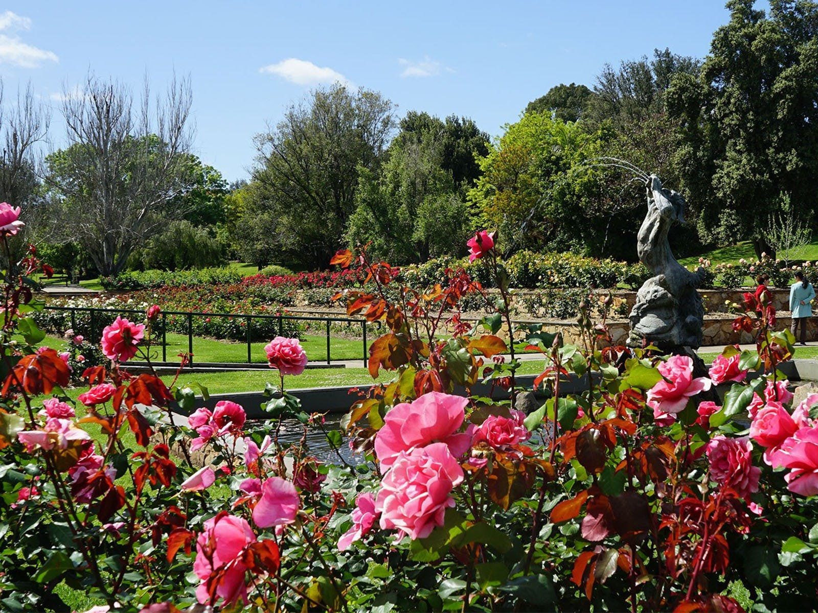 Pink roses in Veale Gardens with statue in the middle