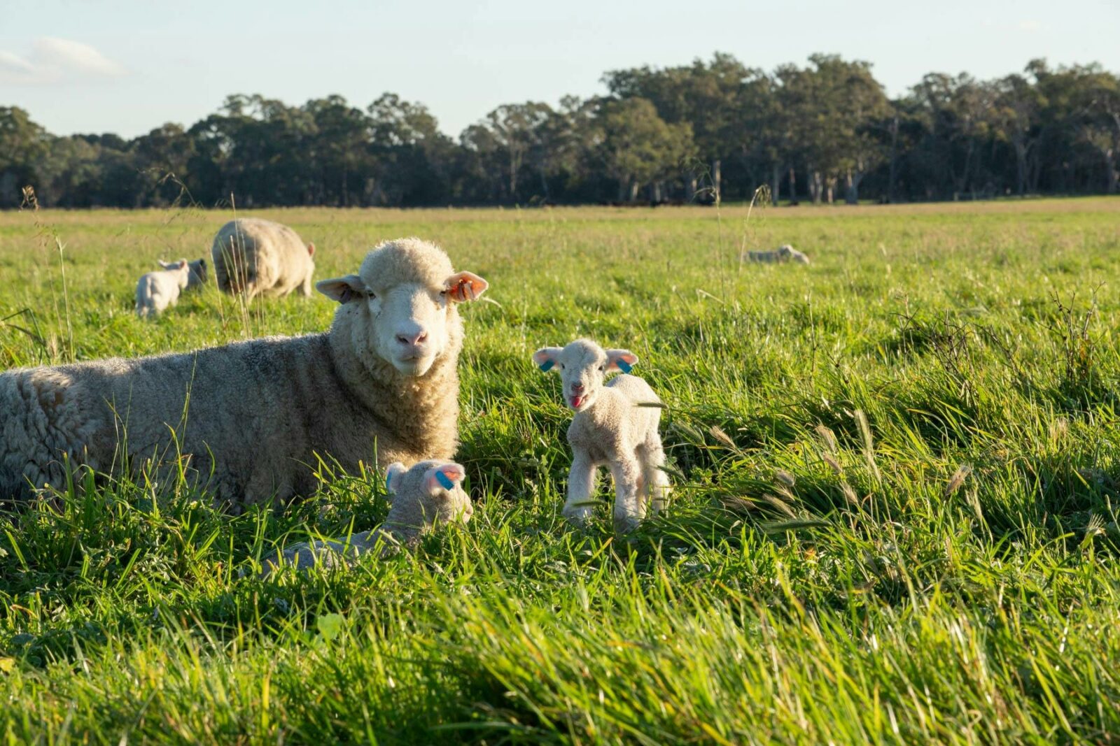 Sheep laying in green grass with baby lambs