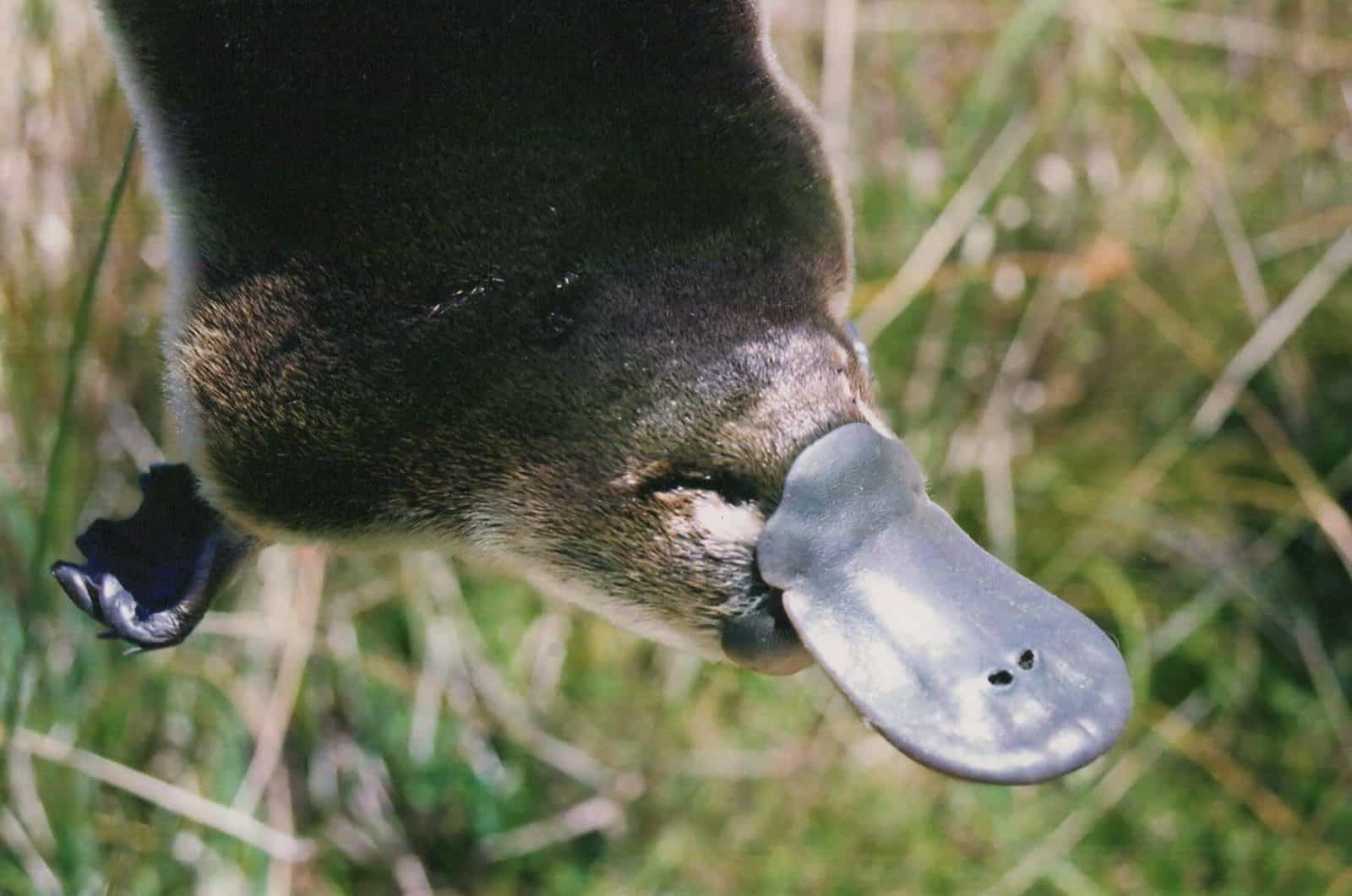 The platypus breeding at Warrawong Wildlife Sanctuary attract tourists from far and wide.