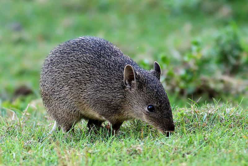 The Southern Brown Bandicoot, while endangered locally, thrives at Warrawong Wildlife Sanctuary.