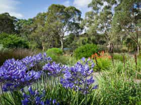 Wittunga Botanic Garden displays water-wise plants from Australia and South Africa.