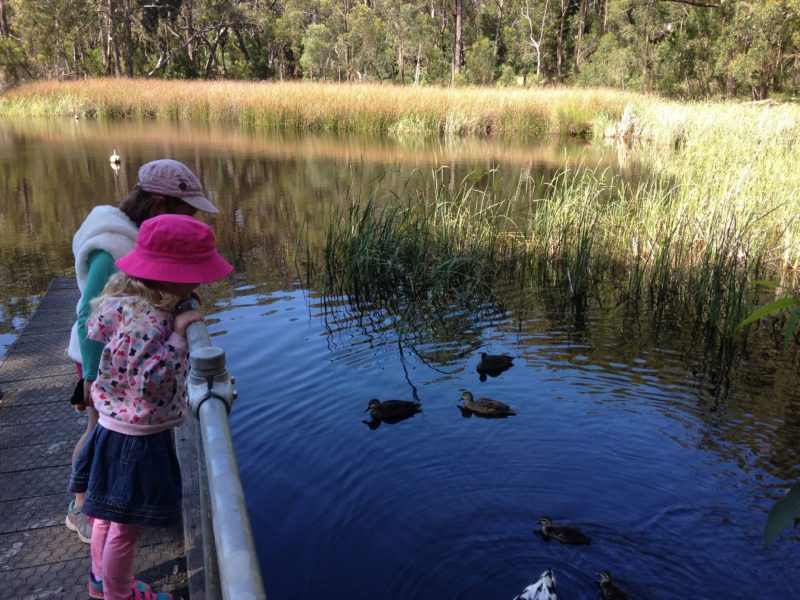 Children watching ducks on Woorabinda Lake, Stirling