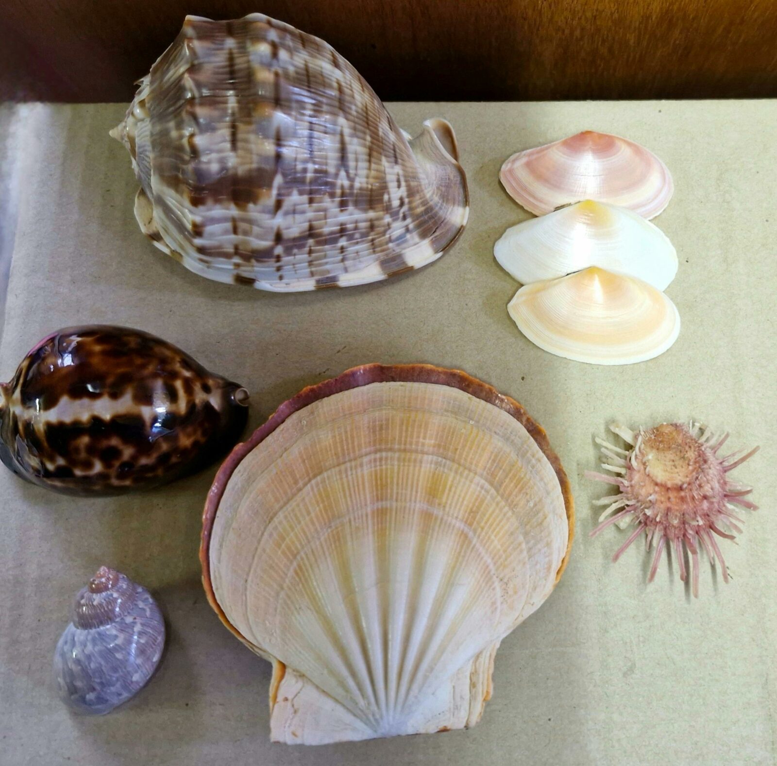 SA Shells