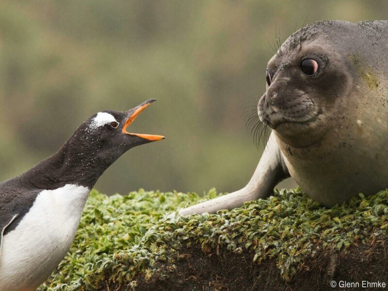 Gentoo Penguin and Elephant Seal face-off, Glenn Ehmke, 2010 Overall winner