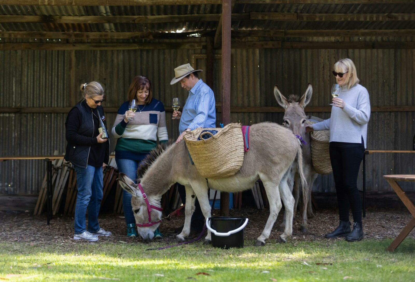 People enjoying wine tasting accompanied by two donkeys