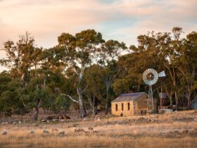 Sheep flourish in Flaxman Valley’s serenity, old stone cottage and windmill set in front of gumtrees