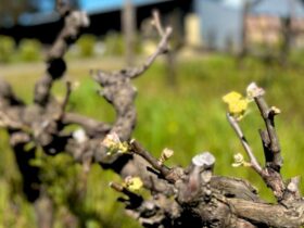 Chalk Hill Wines Bud-Burst - Shiraz Vines on the organic vineyard