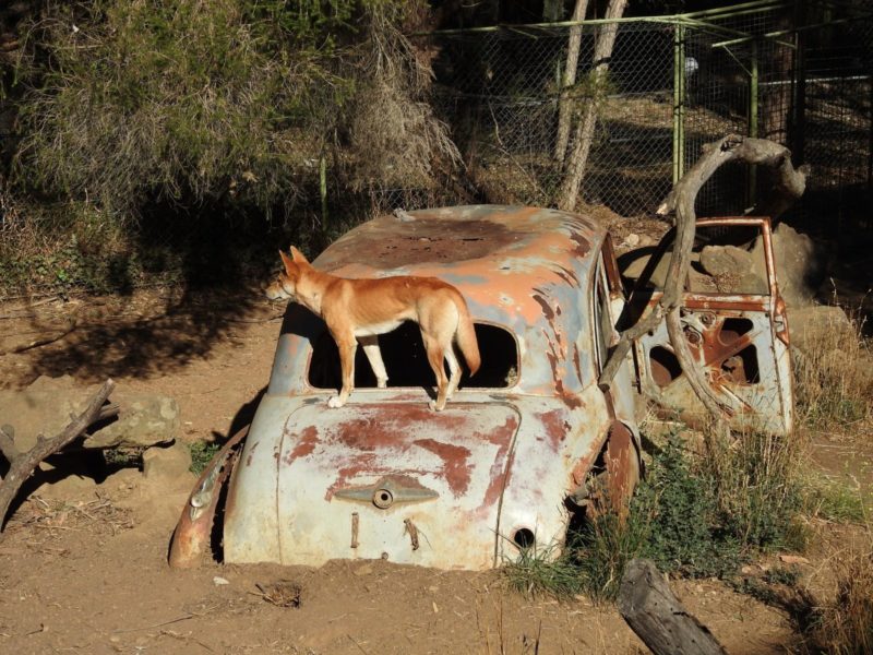 A dingo stands on a rusty old car in a bushland setting