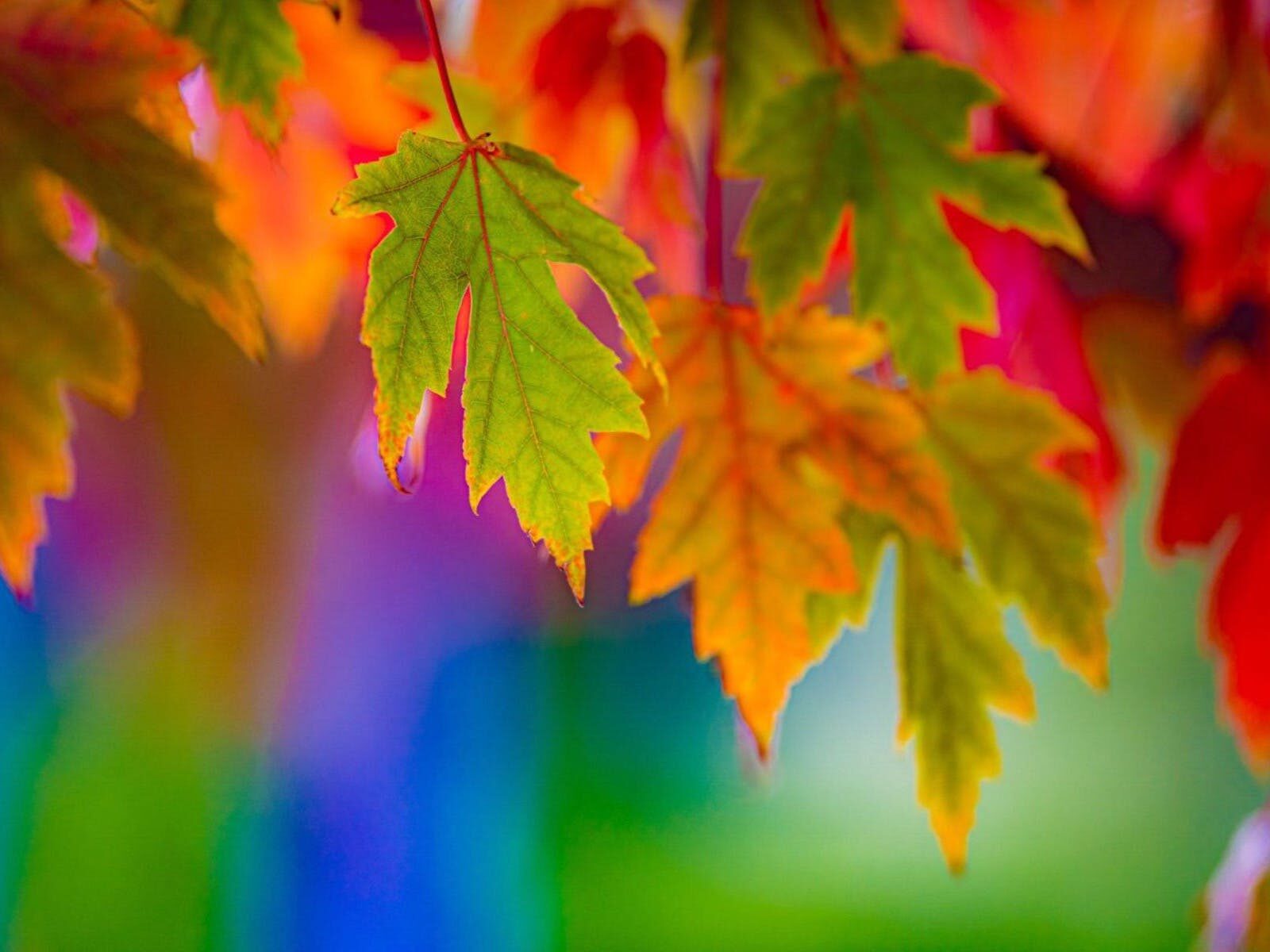 Colours of Autumn – Hahndorf Photography Retreat