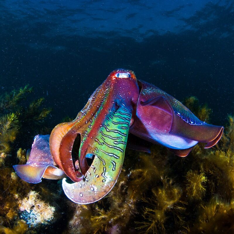 a giant cuttlefish